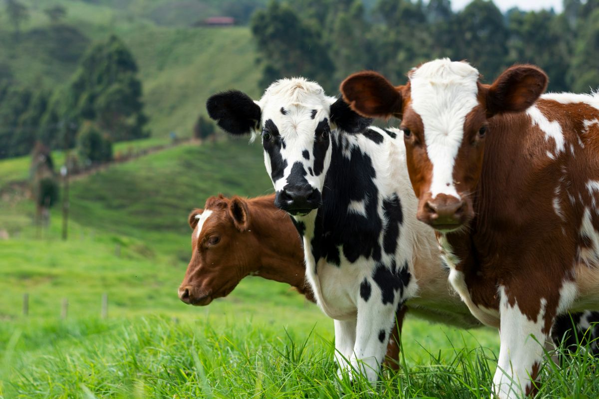 北上続ける肉食バエが国境に迫る…警戒強めるアメリカ、畜産業に大打撃の恐れ

動物や人間に寄生する「新世界ラセンウジバエ」
