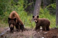 2頭の子を立て続けに失った母グマの悲痛すぎる呼び声…相次ぐ子グマの死亡事故はなぜ起きる？
