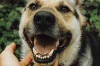 飼い犬に「顔を嚙みちぎられた」女性、鼻を失った姿を公開…眠っているところを驚かせたか