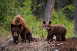 2頭の子を立て続けに失った母グマの悲痛すぎる呼び声…相次ぐ子グマの死亡事故はなぜ起きる？
