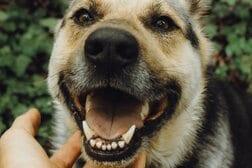 飼い犬に「顔を嚙みちぎられた」女性、鼻を失った姿を公開…眠っているところを驚かせたか