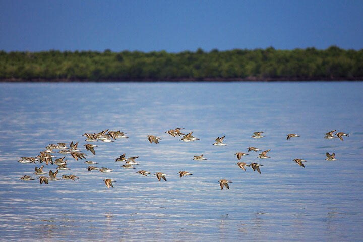 酸性雨や渡り性水鳥の保護など地域的な取り組みが必要なプロジェクトを日本が主導することが期待されている　RIAU IMAGES－BARCROFT INDIA／GETTY IMAGE