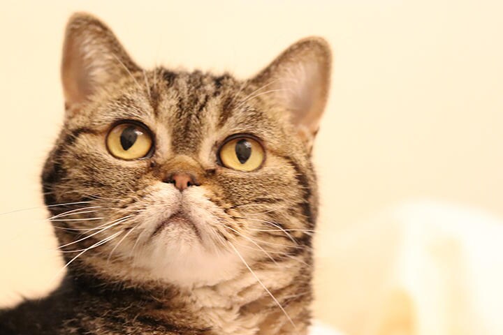 ネコは飼い主に無関心？（写真はイメージです）　chie hidaka-iStock