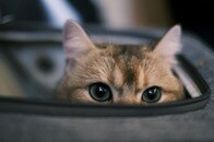 【写真】施設前に捨てられた猫...「痛ましい」置き手紙に飼い主の身を案じる声噴出