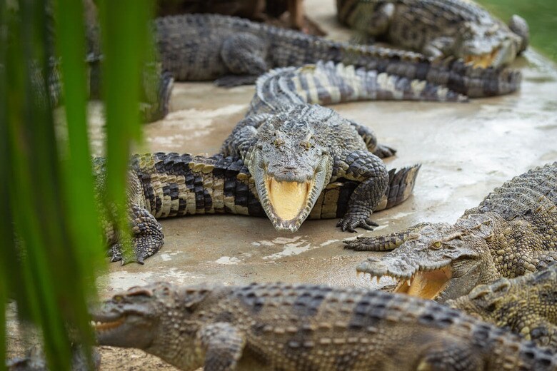 （写真はイメージです）　Nos SeaStar-Shutterstock