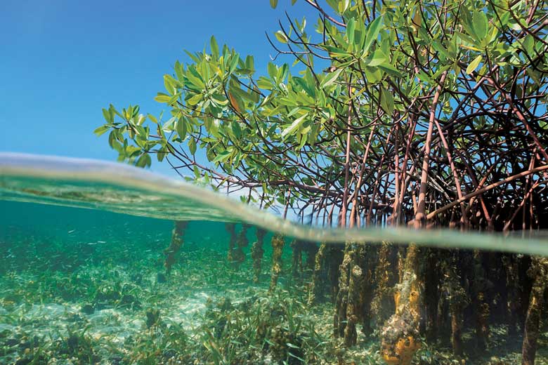 沿岸部のマングローブや塩性湿地は、大気に放出されるはずの炭素をため込でくれる　DAMOCEAN/ISTOCKPHOTO
