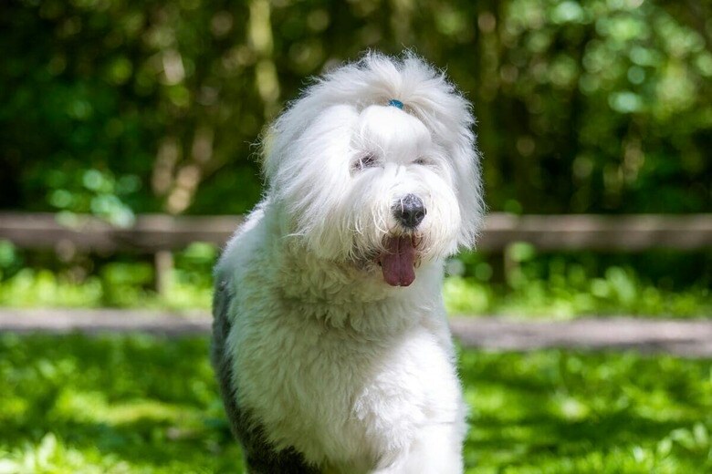 毛を刈ってみたら...「別犬」になったシープドッグに驚きの声とプロからの助言も（写真はイメージです）　Ben Griffiths-Unsplash