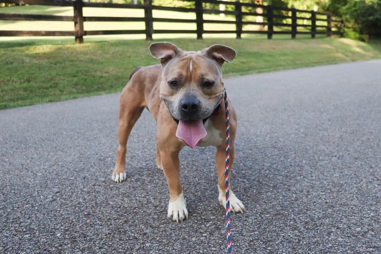 ミックス犬はユニークな特徴を持つことが多い（写真はイメージです）　Laura Roberts -Unsplash