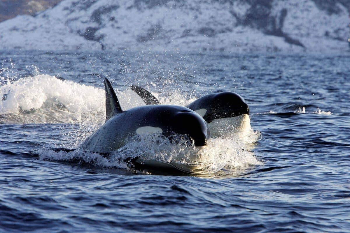 シャチの群れが母子クジラを襲撃子供を必死で守る母の姿に「胸が