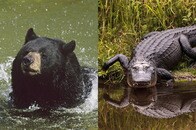 【動画】「クマvsワニ」の勝者は？ フロリダの川で撮影されたまさかの対決シーン