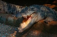 「痛々しすぎる」…ワニによる襲撃が2日連続で発生、被害者の生々しい治療の様子にネット戦慄