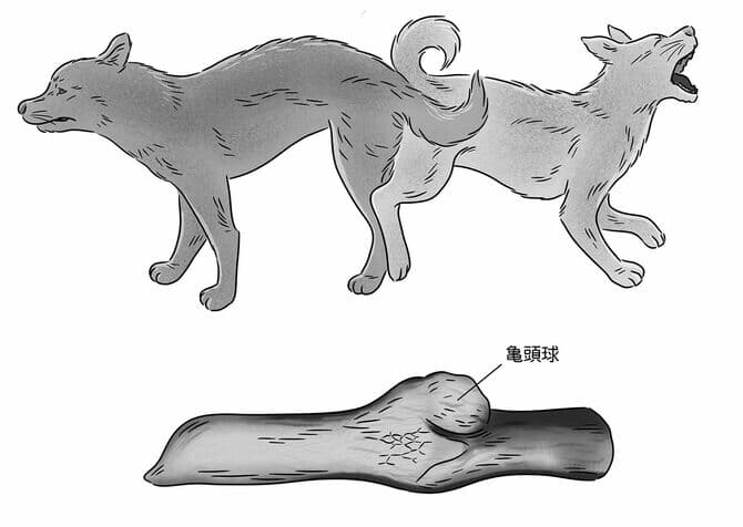 犬の「亀頭球」