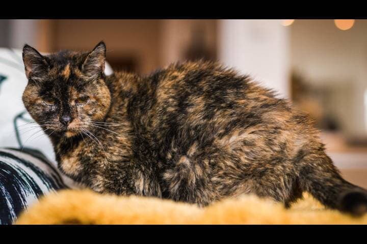 耳が聞こえず視力も弱っていても食欲旺盛なフロッシー　Photo via Twitter