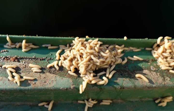 最近ではあまり目にすることもなくなった蛆がよりにもよって　pictorius/iStock.