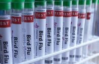 ＮＺ、在来種の鳥で初のＨ５Ｎ１鳥インフル確認
