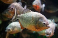 ハチに襲われ飛び込んだ湖にピラニア... 男性が食われる