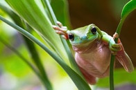 「ど根性」で命拾い...　ほぼヘビに呑み込まれたカエル、九死に一生を得る