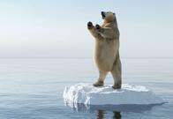 ホッキョクグマは道具を使って狩りをする　イヌイットの伝承は真実だった