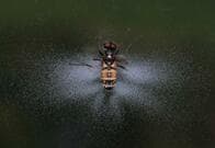 ハエに寄生した菌が、ハエを支配し、胞子を飛散させるメカニズムを分析