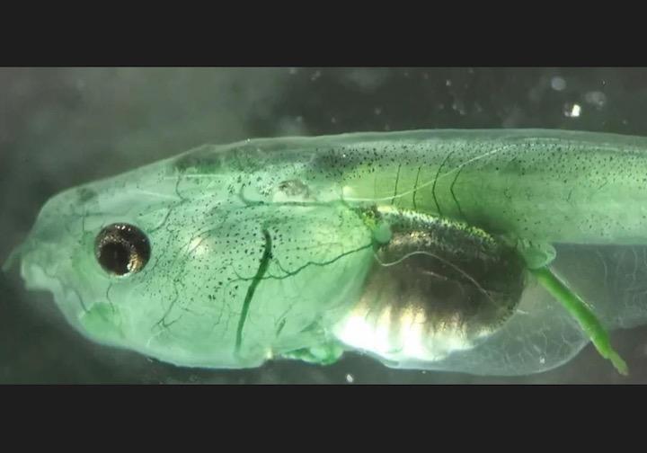 藻類を注射後のオタマジャクシ　SUZAN ÖZUGUR AND HANS STRAKA