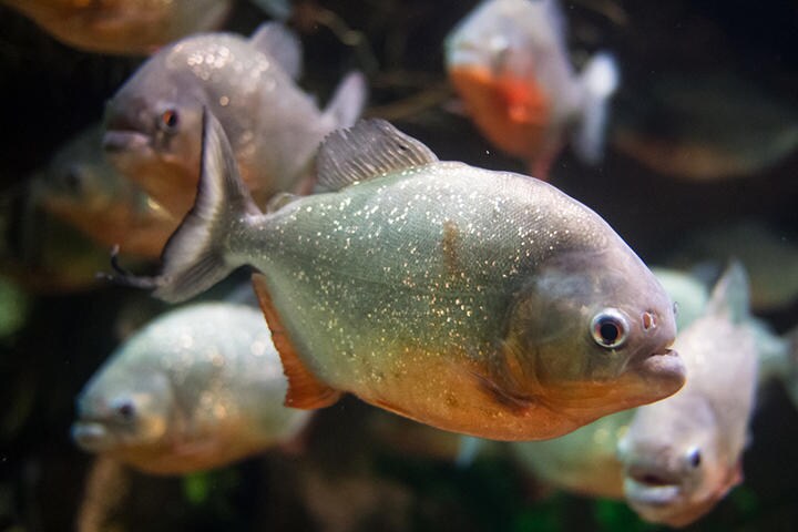 人間を襲うことはあまりないが…（写真はイメージです）　Serge-Kazakov-iStock