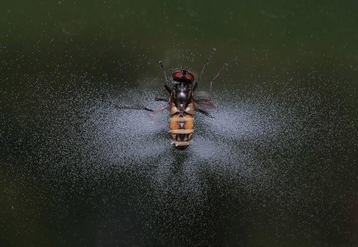 ハエカビはハエに寄生し支配する......  NobbiP via Wikipedia