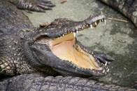 【画像】白い体に青い目を持つレアなワニ...体内から摘出された70枚の硬貨