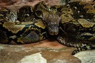 ペットとして飼えず放棄？ 学校周辺をさまよった巨大ニシキヘビの行方