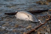 黒海のイルカ大量不審死、ロシア軍艦のソナーが原因か