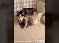 洋式トイレで用を足すシベリアンハスキー、TikTokでバズる