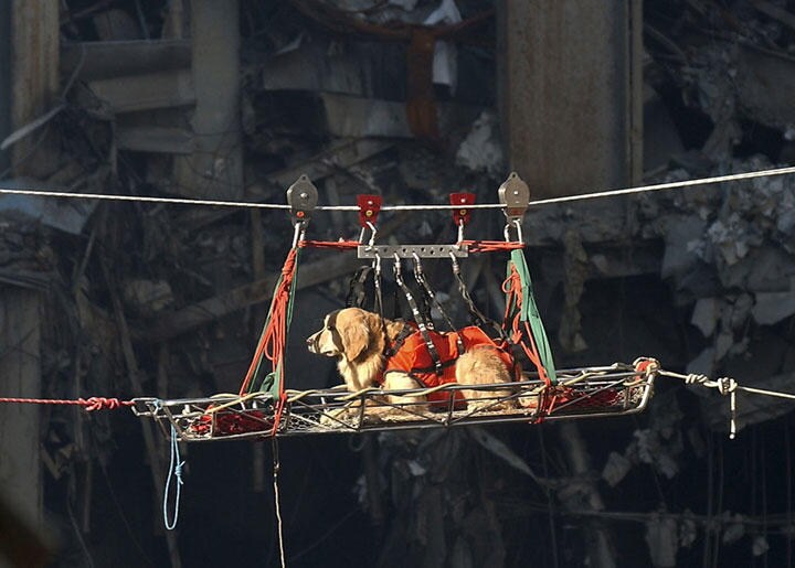 ビル崩壊現場で遺体捜索活動に従事し、2010年に亡くなった救助犬のライリー　Preston Keres US Navy-REUTERS