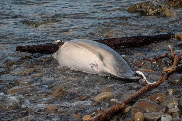 黒海沿岸に打ち上げられたイルカの死体　Evgeniy Romanov-iStock