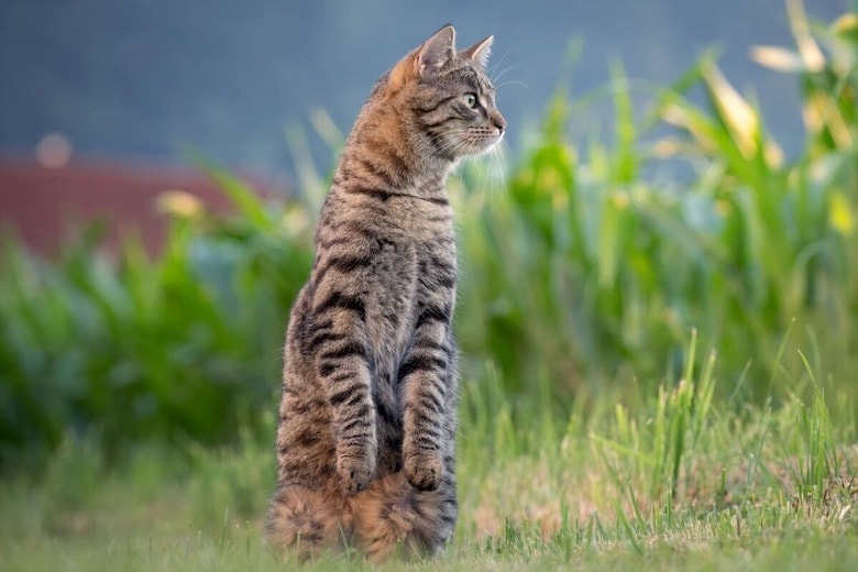 2本足で立つ猫は珍しくない？（写真はイメージです）　Elias Maurer-Unsplash