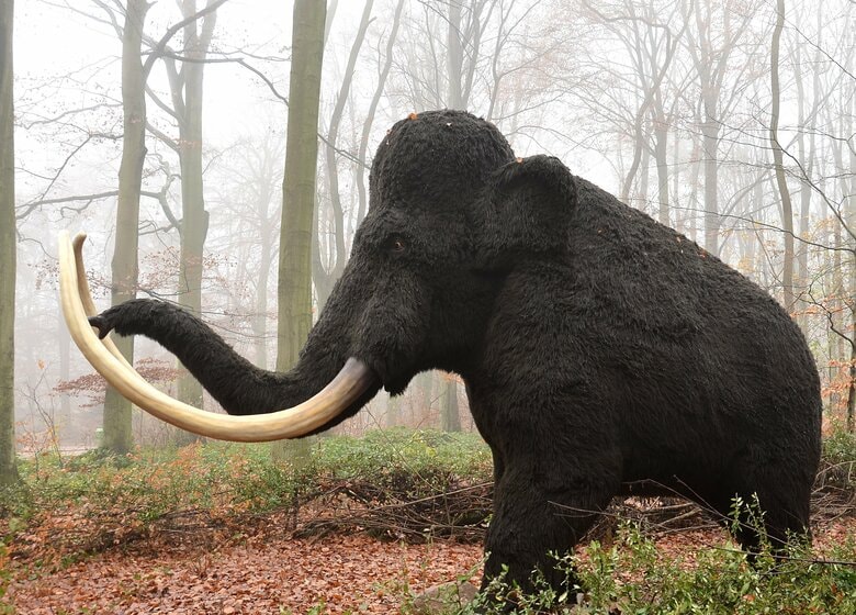 マンモスが生息していた氷河期には、現生人類とは異なる系統の古代人も暮らしていた。最新の研究で、謎に包まれてきたデニソワ人の姿を知る新たな手掛かりが得られた susannp4 -unsplash-
