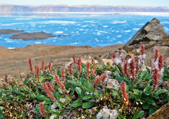 北極圏の気温は上がり、背の高い植物が拡散している Anne D. Bjorkman