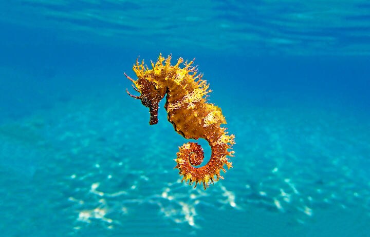 地球上で唯一、オスが妊娠する動物  vojce-iStock