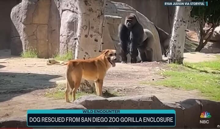 NBC News-YouTube
