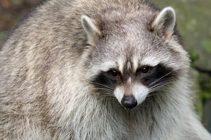 （写真はイメージです）　Anolis01-iStock