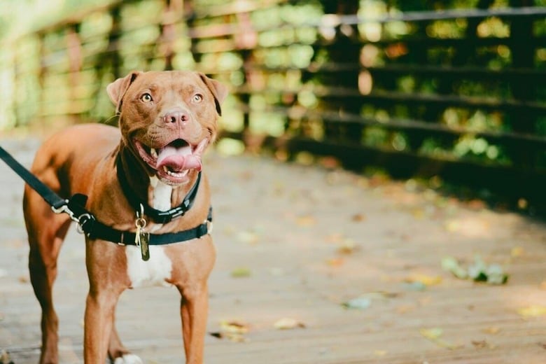 施設スタッフも絶句...犬の首輪に書かれていた言葉とは？（写真はイメージです）　Christian Bowen-Unsplash