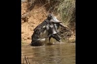【動画】豚を食べる推定70歳の歯無しワニ