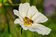 都会は屋上産で地産地消　ブルックリン発「ルーフトップ・ハニー」はいかが？