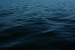 頭が透明で「目」が丸見え…深海600メートルで撮影された奇妙な魚の驚くべき映像