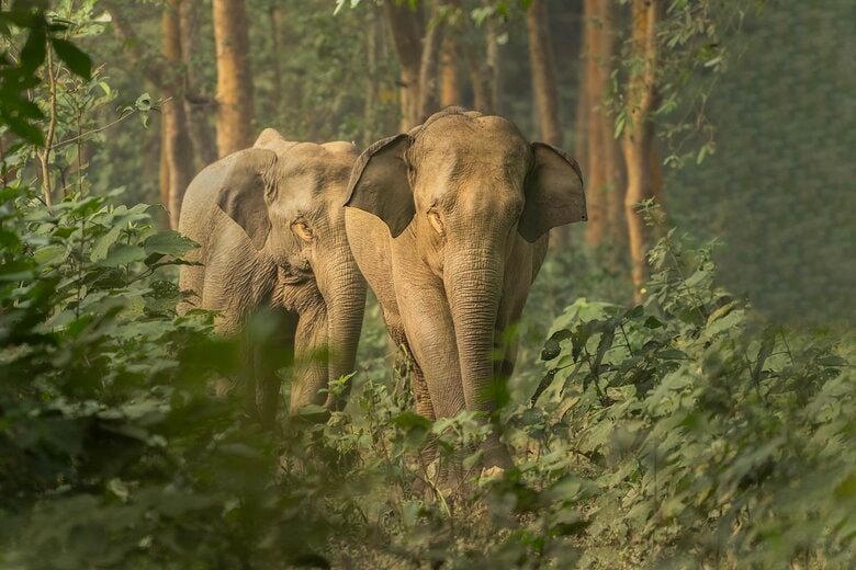 ゾウ（写真はイメージ）　Uzzal Kumar Kundu-shutterstock