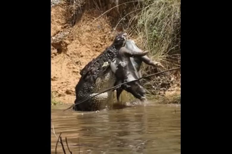 Solar Whisper Daintree River Crocodile & Wildlife Cruises-Facebook