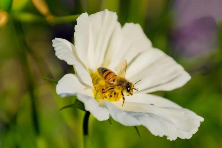 OLENA SAKHATSKA-iStock