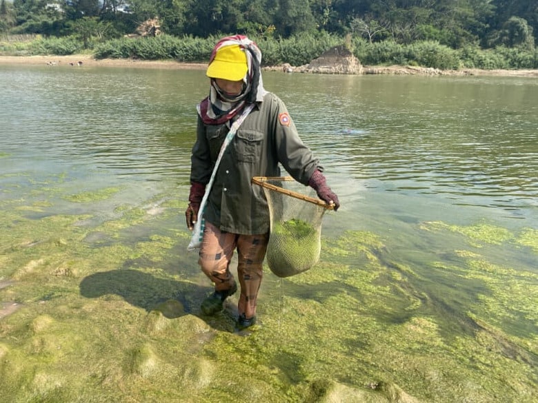 毎年2月から4月になると、タイ北部の村に住むカム・トーンさん（48・写真）は、近くを流れるメコン川に膝までつかりながら、川藻を集めている。写真は2月撮影（2023年　トムソン・ロイター財団/Rina Chandran）