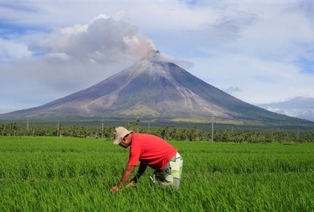 １１月７日、フィリピンの首都マニラの南西にある東ミンドロ州でコメ農家を半世紀続けてきたアレックス・キノネスさん（６２）はこの夏、初めて自分の水田が干上がってしまった。写真は２０１８年１月、アルバイ州ダラガの水田で撮影（２０２４年　ロイター/Romeo Ranoco）