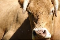 60年前に根絶した「肉食バエ」が再びアメリカに迫る...隣国メキシコ全土に広がった原因は