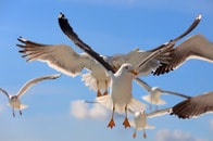 フロントガラスを割る勢い...　大挙して押し寄せたカモメがなんとしても食べたかったのは？