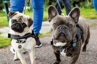 オオカミと比べて鈍いペット犬の感情表現、その理由とは？